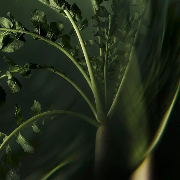 Daikon Çekirdeği Yağı